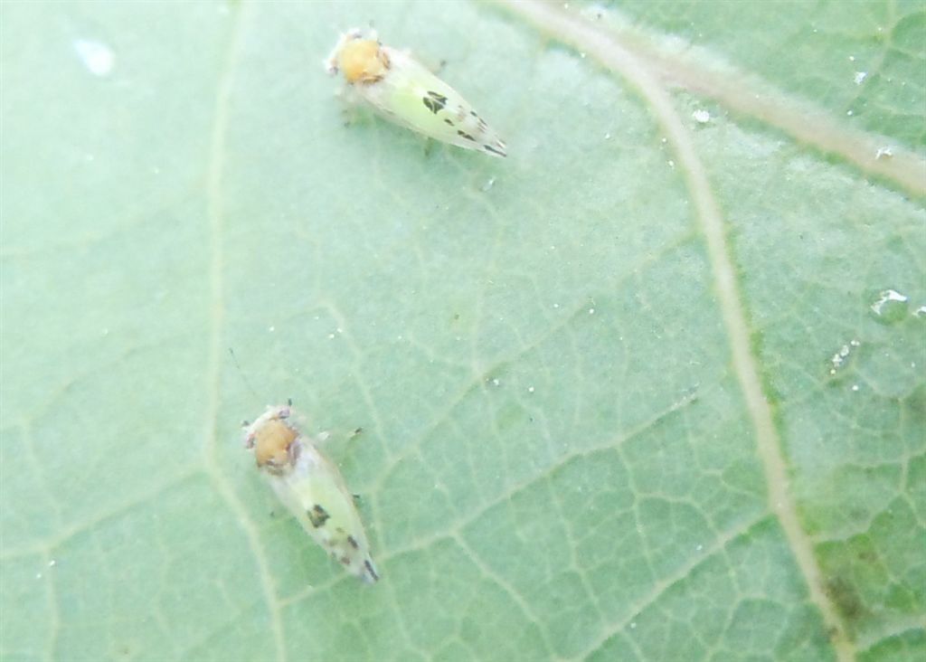 Cacopsylla pulchella/Psilla dell''albero di Giuda